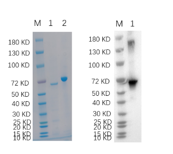 Reducing 4%-20% SDS-PAGE (CBB stained) and WB (Anti-His Mouse Monoclonal antibody) analysis profiles of purified TSG101.
1. TSG101: 1 μg
2. BSA: 1 μg